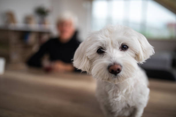 istock Cute Maltese dog looking at camera 1065831894