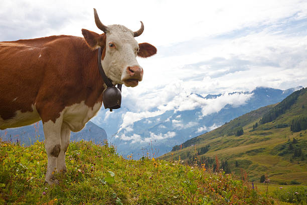 istock Milk cow on meadow in the Alps 106583417