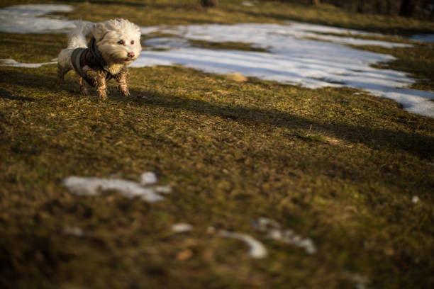 Happy Maltese Dog Running Carefree On Sunny Winter Day At Park