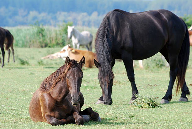 istock brown horse lying on pasture 106583461