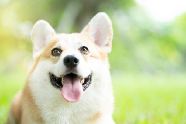 istock Corgi dog on the grass in summer sunny day 1065836030