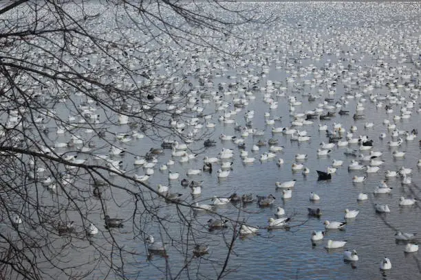 Migration of white geese in Canada
