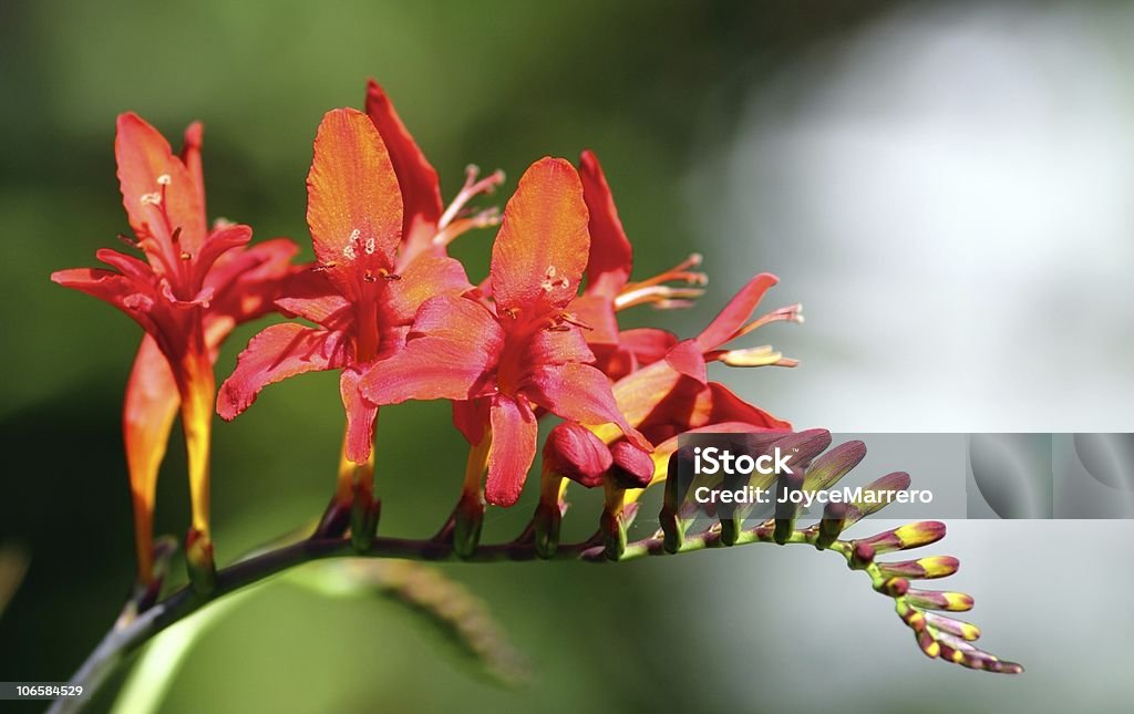 Red Crocosima  Beauty In Nature Stock Photo