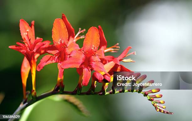 Red Crocosima Stock Photo - Download Image Now - Beauty In Nature, Blossom, Botany