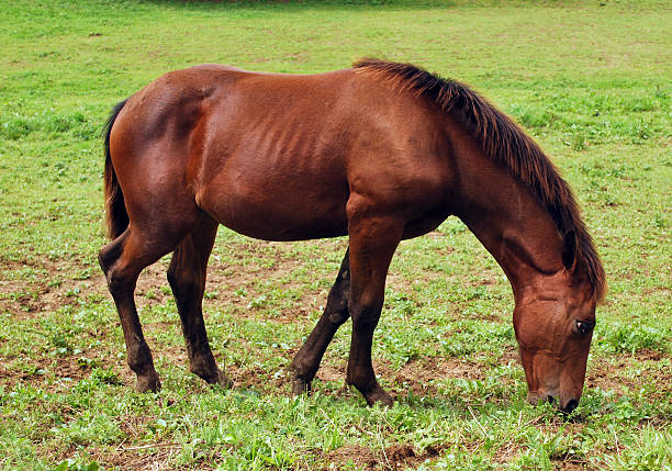 馬の草を食べる ストックフォト