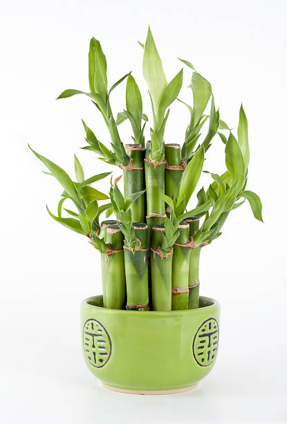 Mini Bamboo stock photo