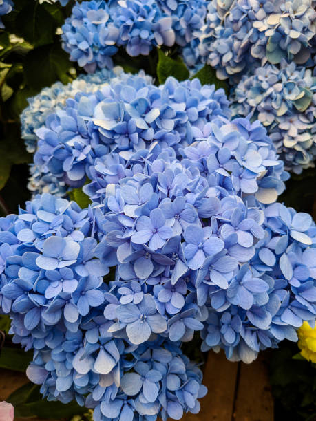 アジサイ ' 日光ブルー ' - hydrangea gardening blue ornamental garden ストックフォトと画像