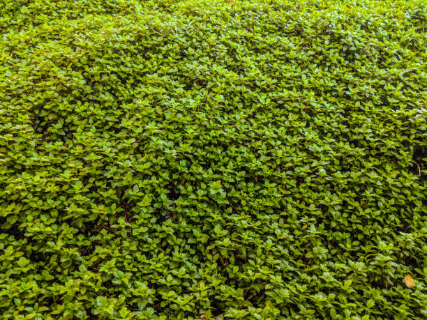 istock Green hedge or Green Leaves Wall 1065846220