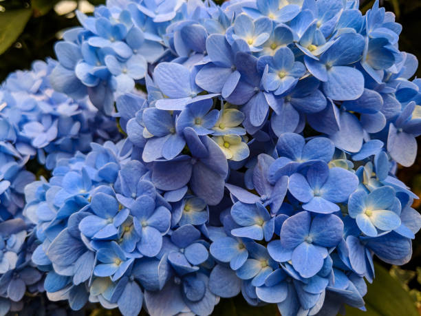 hydrangea macrophylla 'nikko blue' - hydrangea gardening blue ornamental garden imagens e fotografias de stock