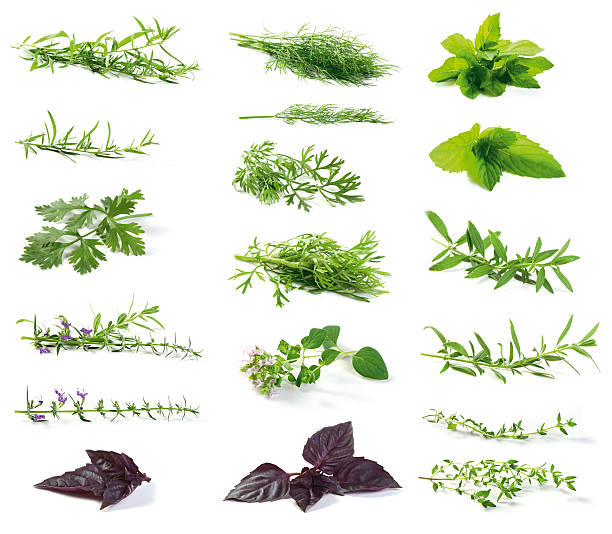 fresh herbs  tarragon horizontal color image photography stock pictures, royalty-free photos & images