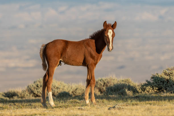 istock Cute Wild Horse Foal 1065851488
