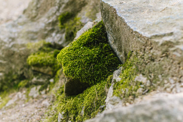 istock Green summer moss on dry rocks in sunlights 1065851896
