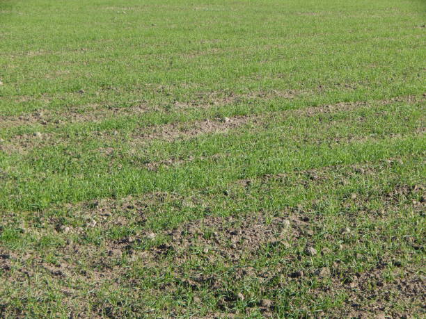 istock Tractor plowed field and arable land 1065851988