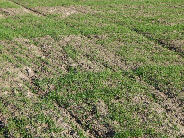 istock Tractor plowed field and arable land 1065852012