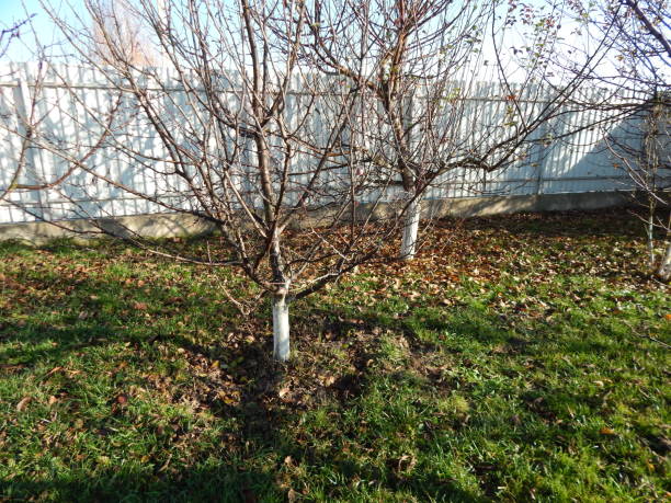 istock Autumn garden and fruit trees 1065853530