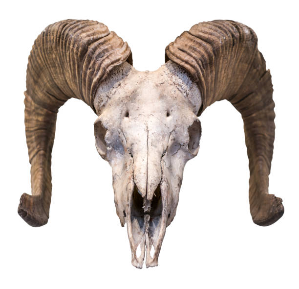 Isolated Ram Skull An Isolated Ram's Skull With Horns And A White Background satan goat stock pictures, royalty-free photos & images