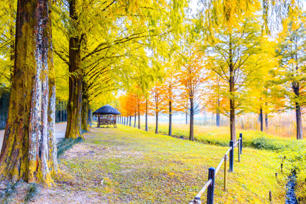 Beautiful autumn in South Korea