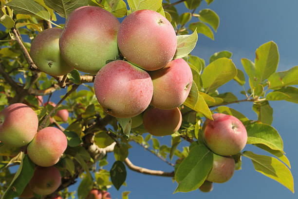 Apple de groupe - Photo