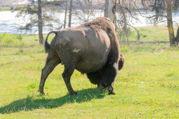 istock American Bison in Yellowstone 1065856454