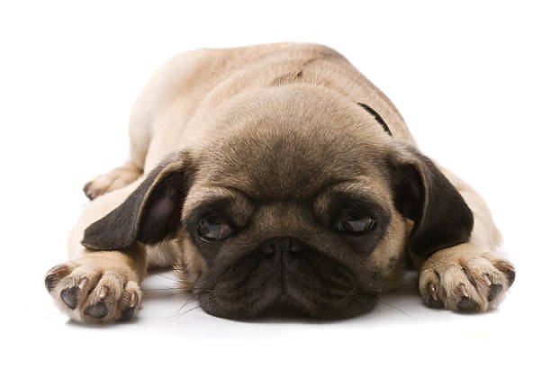 istock pug puppy lying down isolated on white background 106585667