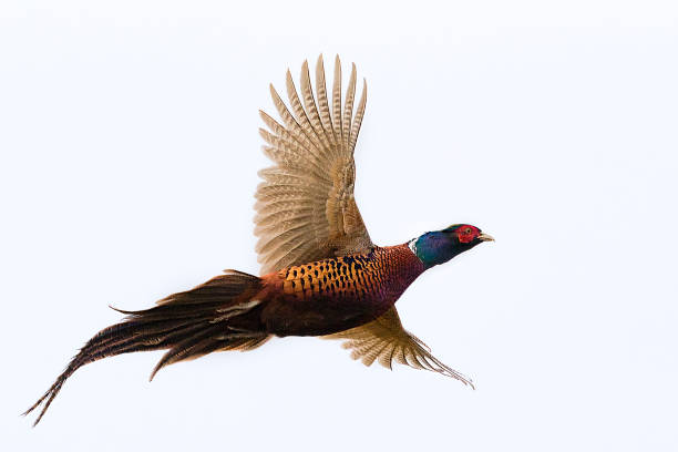 vuelo del faisán gallo aislado en blanco (phasianus colchicus) - pheasant hunting fotos fotografías e imágenes de stock