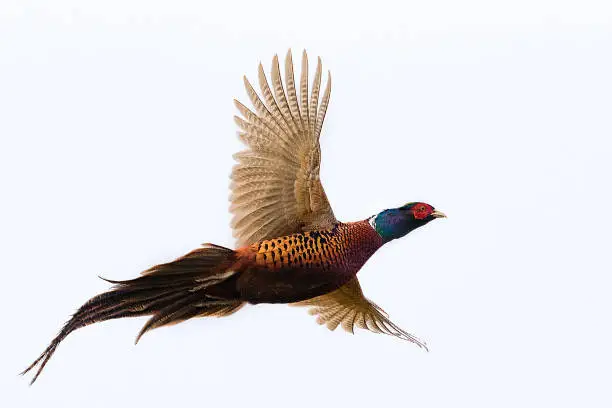 Pheasant - Bird, Pheasant Meat, Flying, Fasan