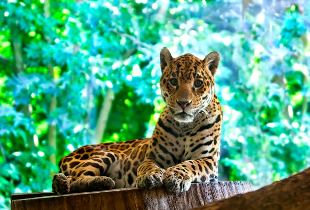 istock Leopard resting in the shadow of the trees 1065863986