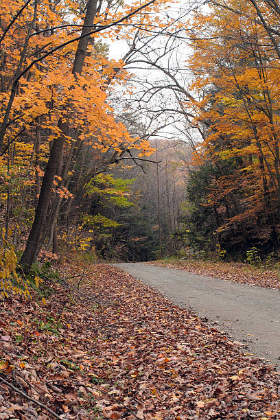 istock Autumn Dirt Road in the Woods 106586501