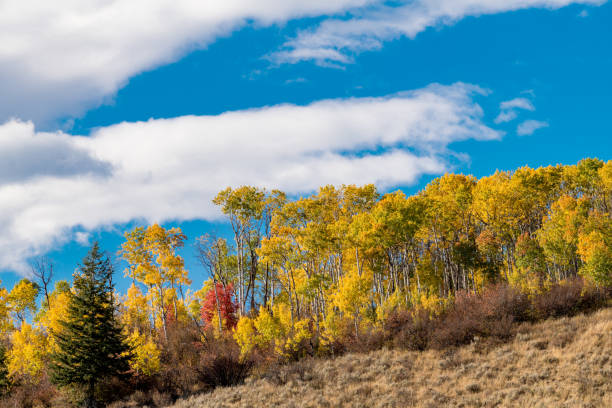 Blue sky with puffy clouds and a fall colored forest in nature