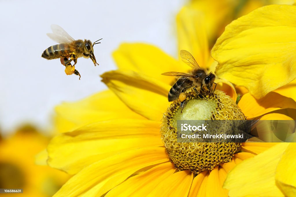 Bees and yellow flower Animal Body Part Stock Photo
