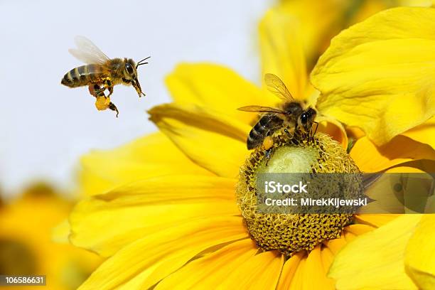 Bees And Yellow Flower Stock Photo - Download Image Now - Animal Body Part, Animal Wing, Bee