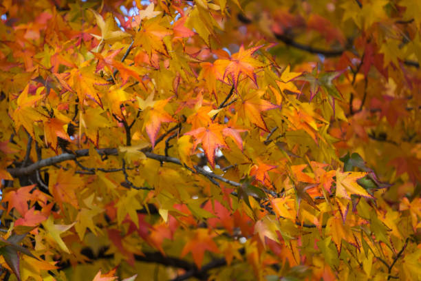 istock Colors of Autumn 1065866690