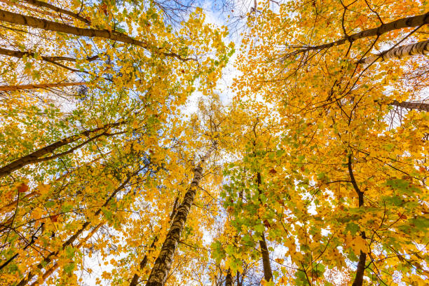 istock Deciduous trees in the forest in autumn 1065867938