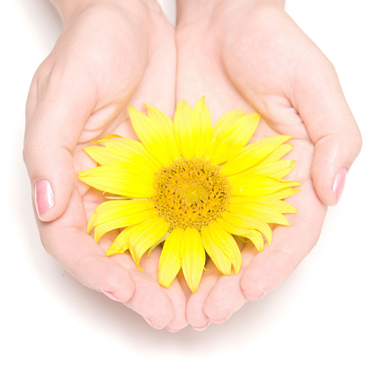 children's hands carefully hold a chamomile flower. Delicate white flower in the palm of your hand.