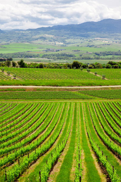 istock rows of grapes before harvesting 1065868142
