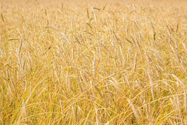 istock Golden ripe wheat field 1065868284