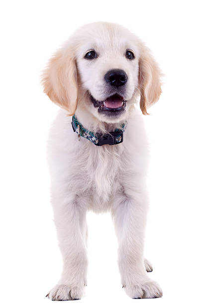 istock golden labrador retriever puppy 106586885