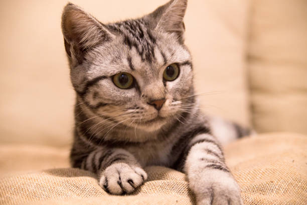 istock A cat gazing at others 1065869926