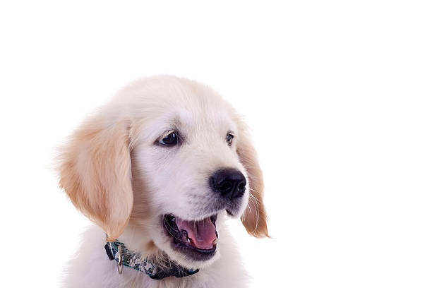 istock ace of a little golden lab 106587022
