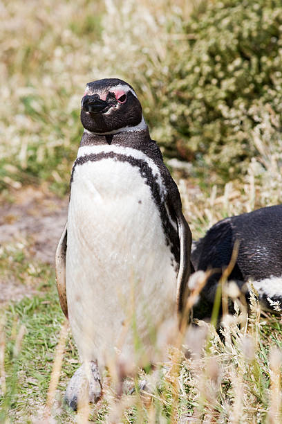 Magellan penguin  colony territory photos stock pictures, royalty-free photos & images