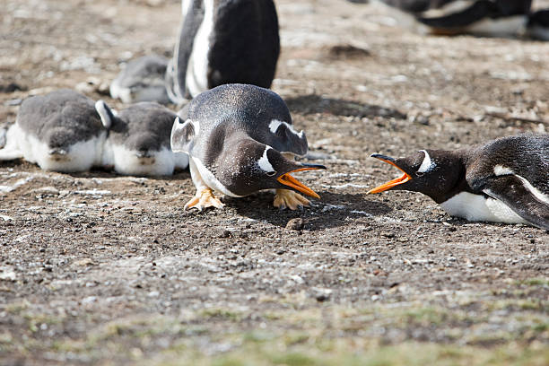 Gentoo Penguins  colony territory photos stock pictures, royalty-free photos & images