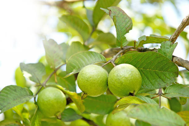 reihe von guave früchte in einem baum mit sonnenschein - guave stock-fotos und bilder