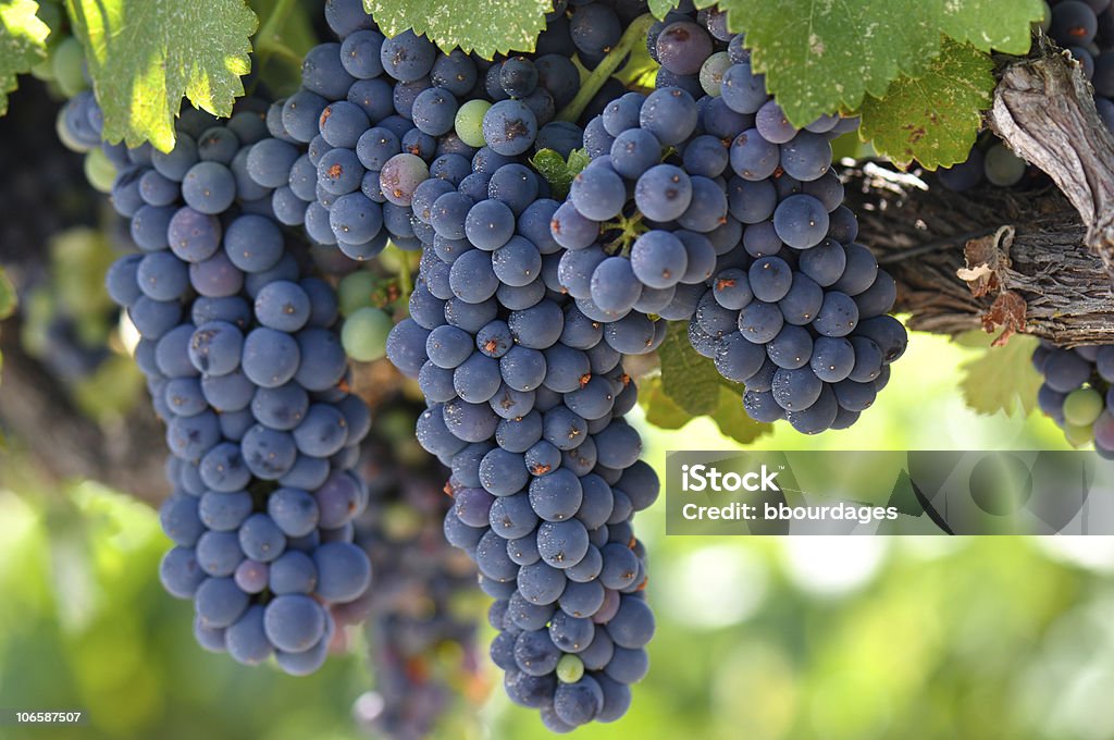 Rojo uvas en la vid - Foto de stock de Agricultura libre de derechos