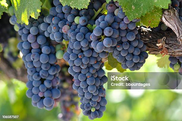 Rojo Uvas En La Vid Foto de stock y más banco de imágenes de Agricultura - Agricultura, Aire libre, Alimento