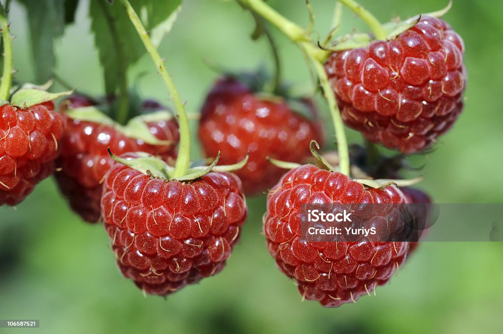 ripe raspberry  Agriculture Stock Photo