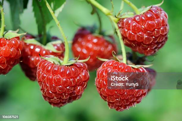 Ripe Raspberry Stock Photo - Download Image Now - Agriculture, Beauty In Nature, Berry Fruit