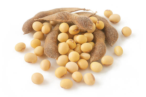 soybean stock photo