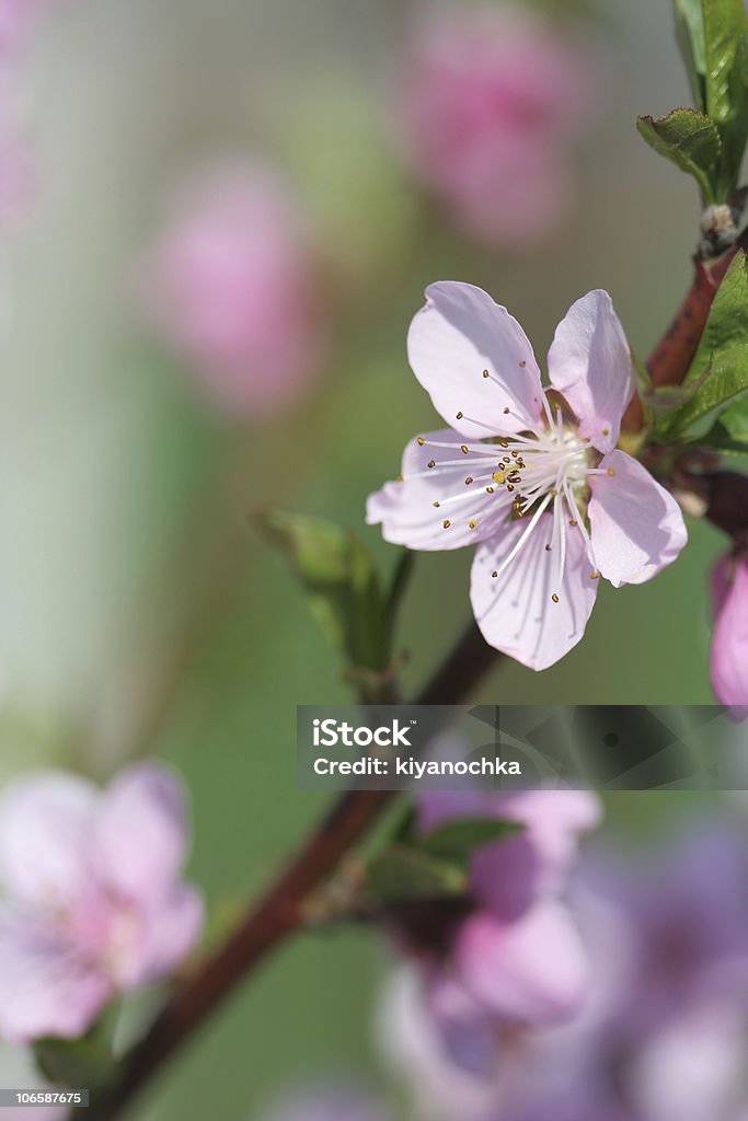 Fleur de pêcher - Photo de Arbre libre de droits