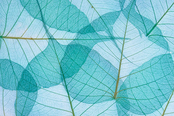 istock Blue and green decorative leaves 106587700