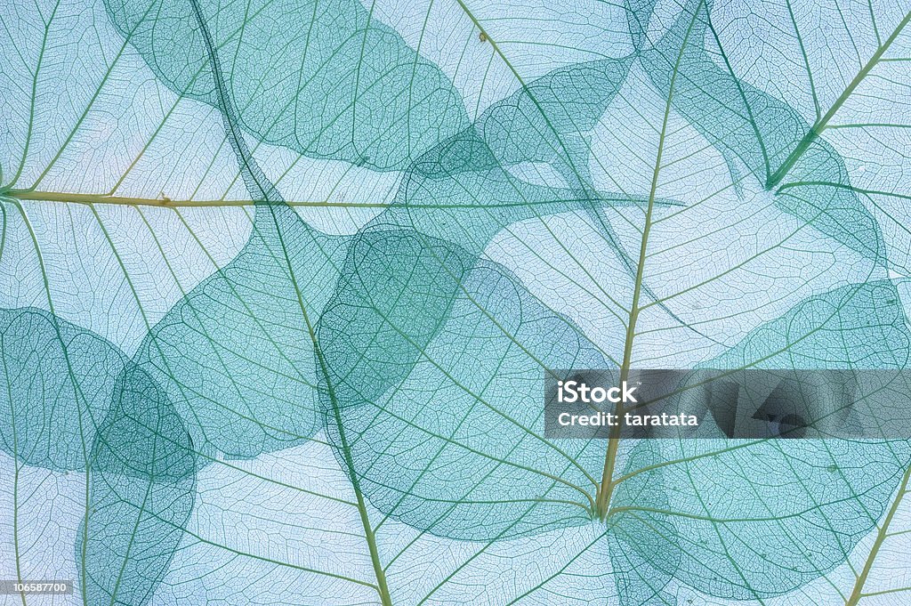 Декоративные листья фон - Стоковые фото Лист роялти-фри